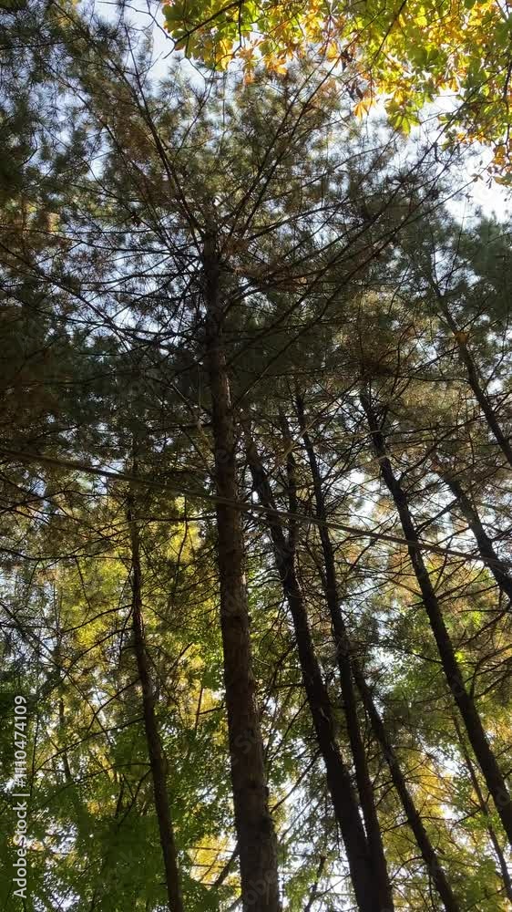 Trees with wind Trees with wind