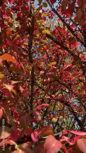 Red foliage and sunshine