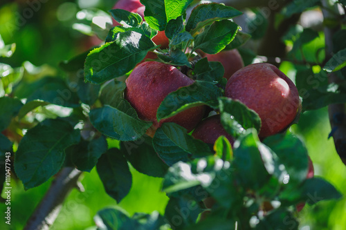 Red apples grow on tree in morning sunshine photo