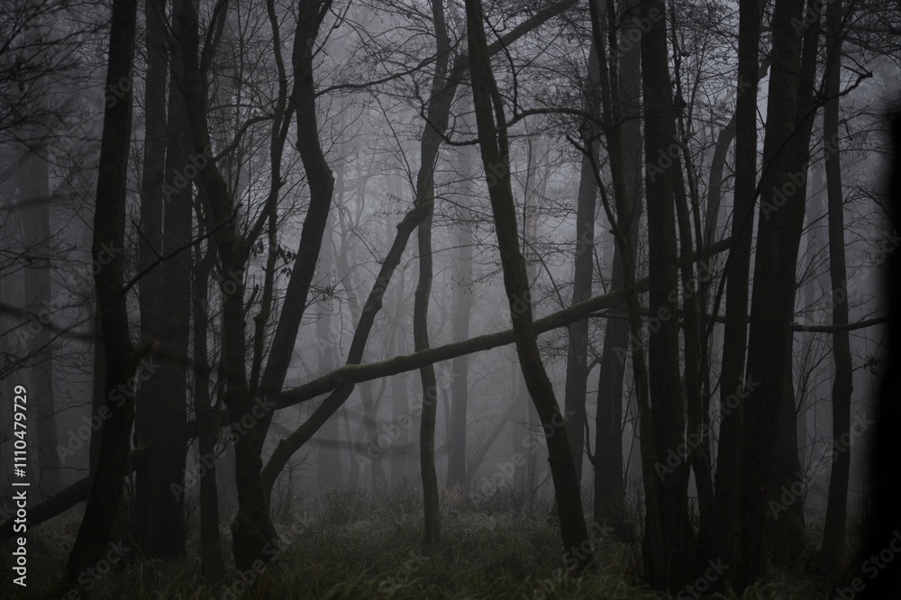 fog in the forest fog in the forest