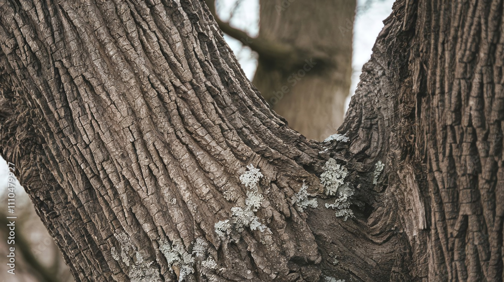 Fototapeta premium Close-up of White Oak tree bark texture featuring rugged patterns, natural lines, and mossy details, perfect for nature-themed backgrounds, design projects, or educational resources. 