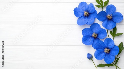 A photostock of a delicate blue wildflower with intricate petals, isolated on a white background for botanical or nature themes. High Quality