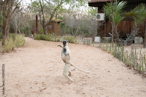 Verreaux's white sifaka with dark head Madagascar island fauna. photo