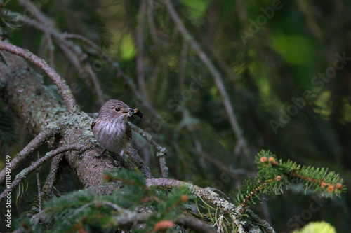 Grauschnäpper (Muscicapa striata)