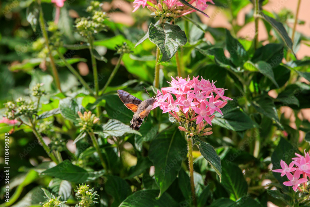 butterfly on a flower butterfly on a flower