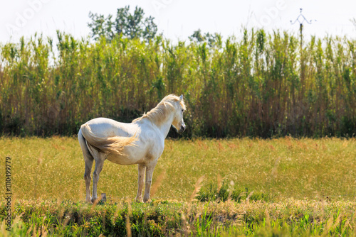 One adult and two adolescent white horses in carmarque galloping across a green meadow photo