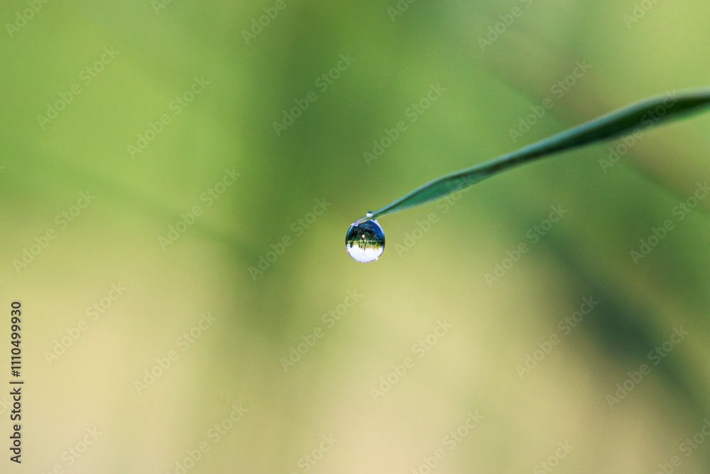 Tiny drops of water on the pointed leaves of a sedge on the bank of a stream Tiny drops of water on the pointed leaves of a sedge on the bank of a stream