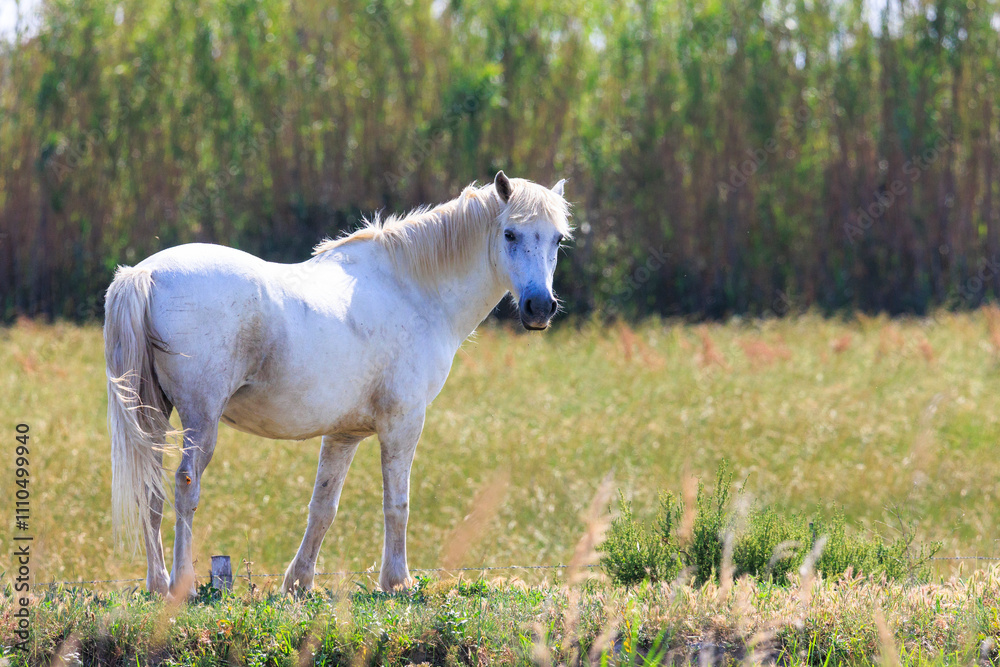 Fototapeta premium One adult and two adolescent white horses in carmarque galloping across a green meadow