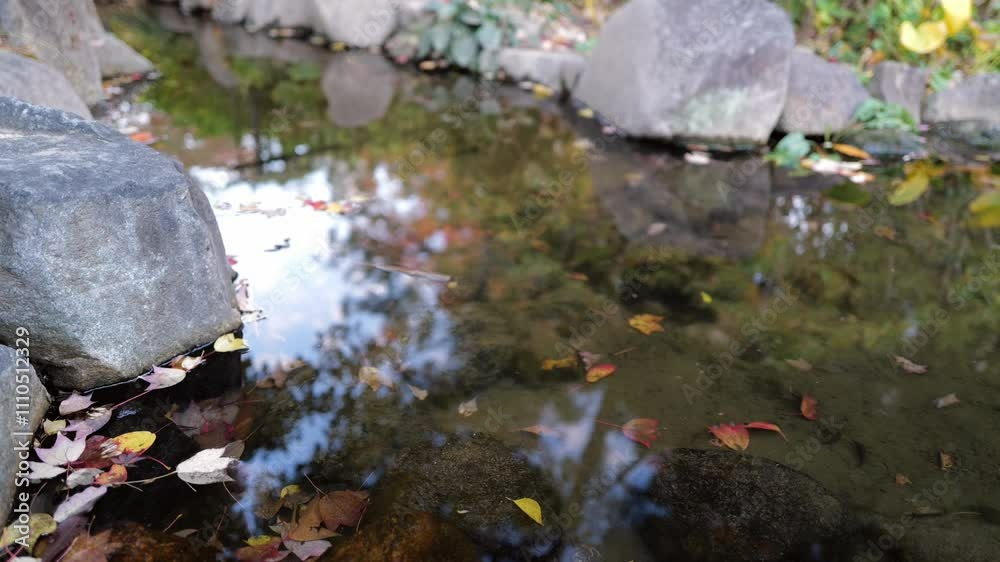 紅葉した落ち葉が浮いている池 紅葉した落ち葉が浮いている池