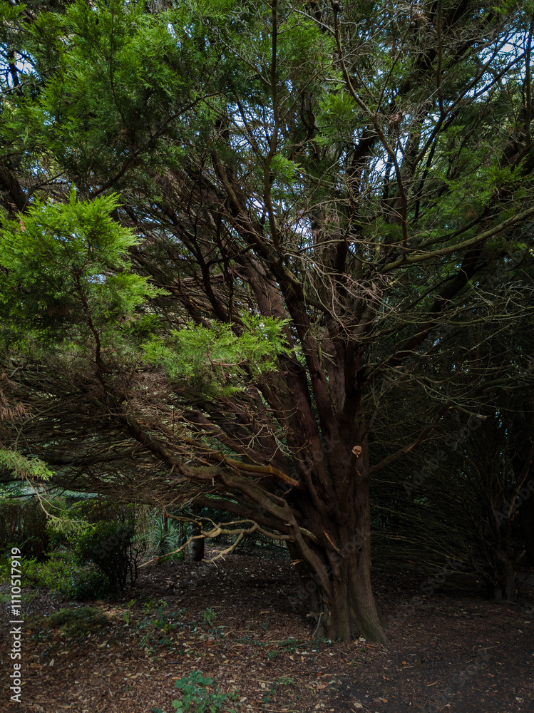 Fototapeta premium Majestic Forest Tree with Expansive Branches and Dense Green Foliage in a Shaded Woodland Setting