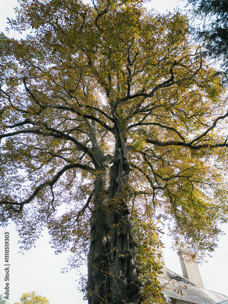 Fototapeta premium Majestic Tree with Autumn Foliage and Twisting Branches Towering Above a Historic Building 