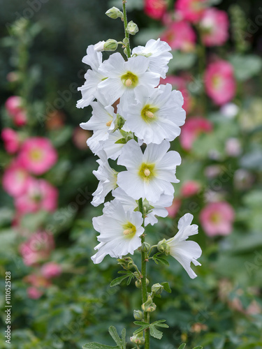 Malva Sylvestris flowers. Blooming musk mallow (Malva alcea, cut-leaved mallow, vervain mallow or hollyhock mallow) in summer garden photo