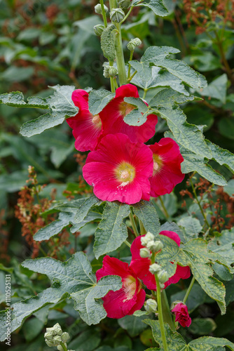 Malva Sylvestris flowers. Blooming musk mallow (Malva alcea, cut-leaved mallow, vervain mallow or hollyhock mallow) in summer garden photo