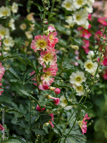 Malva Sylvestris flowers. Blooming musk mallow (Malva alcea, cut-leaved mallow, vervain mallow or hollyhock mallow) in summer garden photo