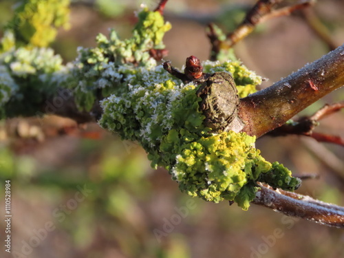 buds of a tree