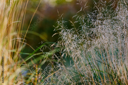 Deschampsia ( Latin- Deschampsia cespitosa ) is a type species of perennial herbaceous plants of the genus Deschampsia of the family Poaceae photo