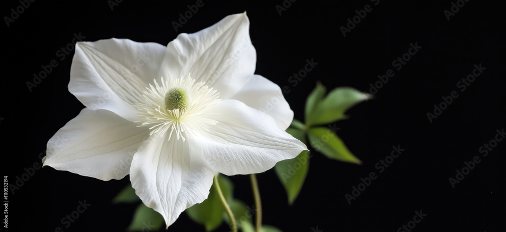 Fototapeta premium White flower with delicate petals and green center, showcasing intricate details and soft textures against dark background, copy space for text