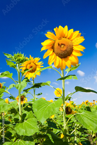 Close-up of yellow sunflowers with a blue sky background.