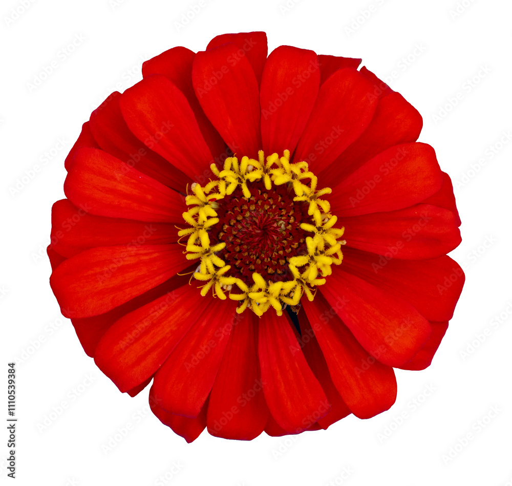 Top view of isolated orange red zinnia flower cut out on white background for summer season and graphic design usage Top view of isolated orange red zinnia flower cut out on white background for summer season and graphic design usage