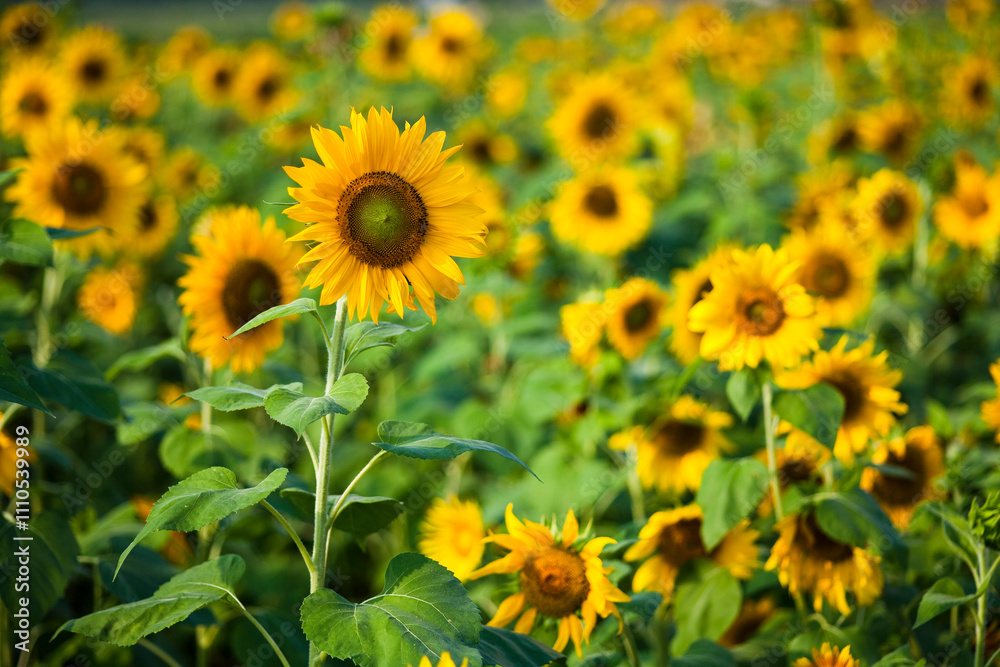 Close-up yellow sunflowers with a blurry background. Close-up yellow sunflowers with a blurry background.