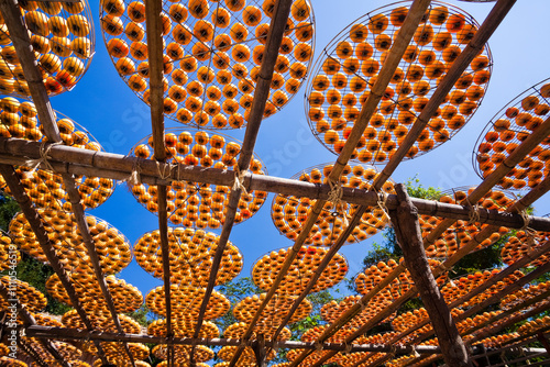 View of Traditional Making Dried Persimmons during Windy Autumn in Hsinpu of Hsinchu, Taiwan.  photo