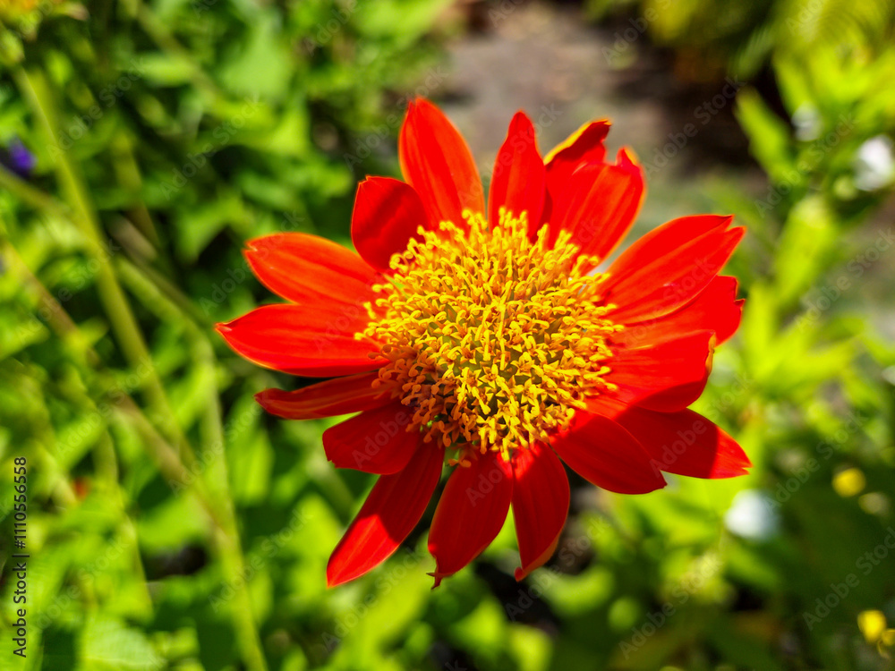 Tithonia rotundifolia, the red sunflower or Mexican sunflower Tithonia rotundifolia, the red sunflower or Mexican sunflower