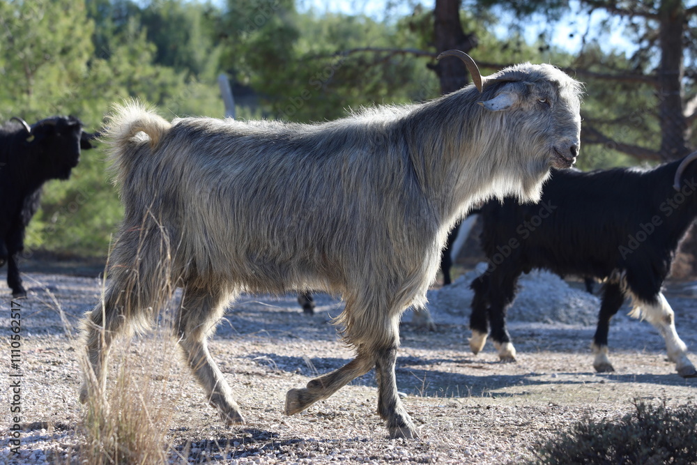 Fototapeta premium black male goats on the way to grazing field