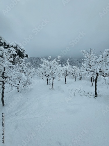 a beautiful scenery caused by heavy snow