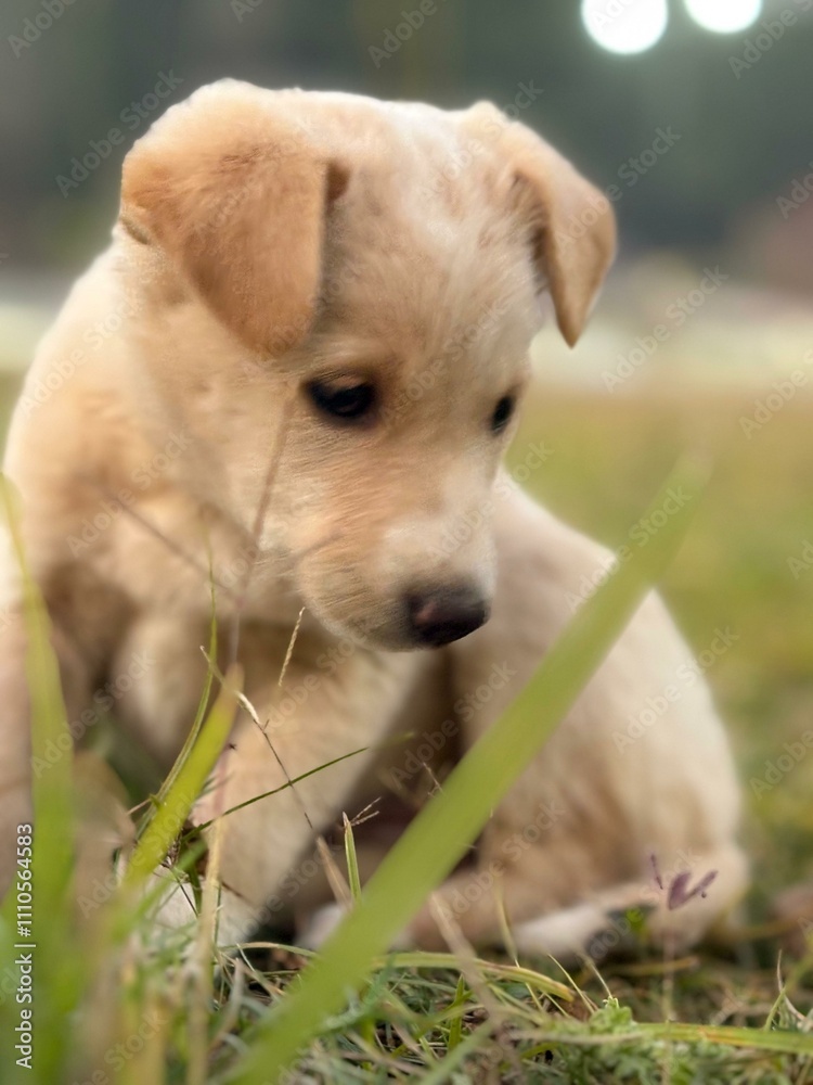puppy on the grass puppy on the grass