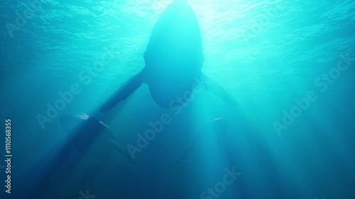 A group of humpback whales swim underwater