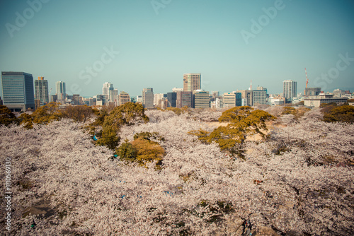 Photography Cherry blossom season in Fukuoka Prefecture, Kyushu, Japan
