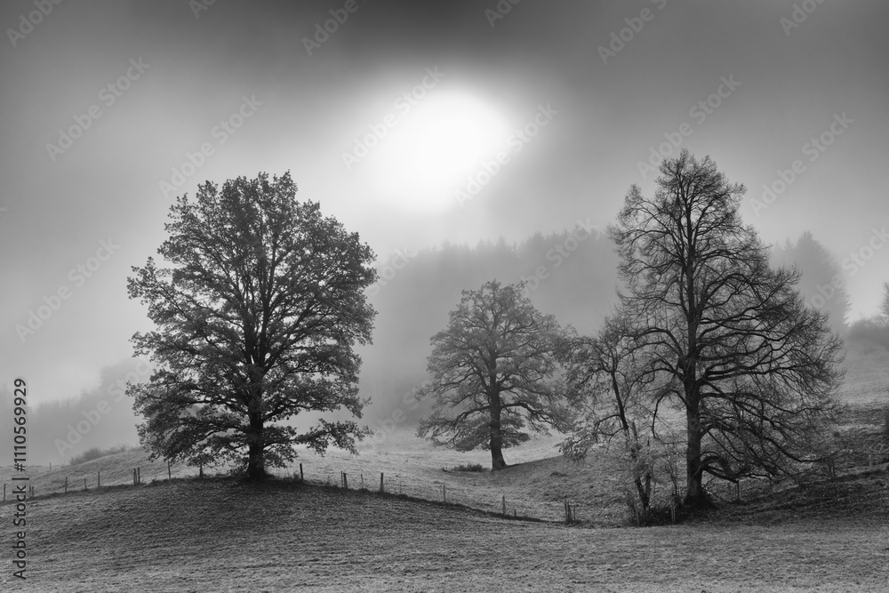 Obraz premium Autumn with trees in the fog on a mountain meadow, sun in backlight, black and white photo, Alps, Europe