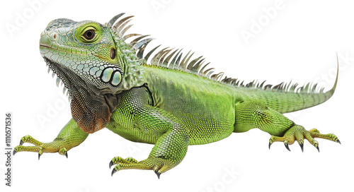 Colorful green iguana displaying vibrant scales, cut out - stock png.