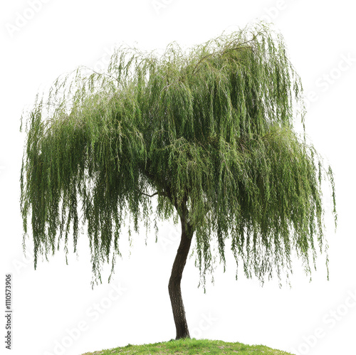 Elegant willow tree standing on grassy hill, cut out - stock png.
