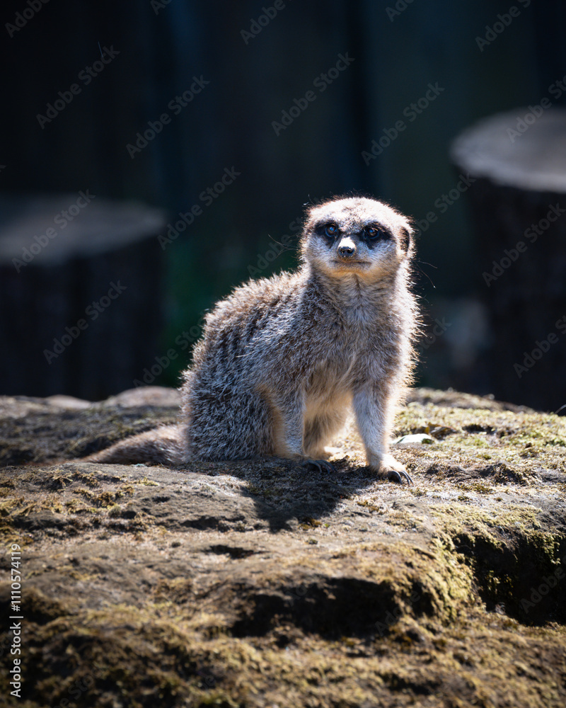 Fototapeta premium meerkat on the lookout