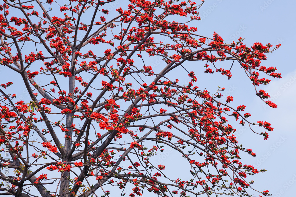 View of Bombax Ceiba flowers with the blue sky background.