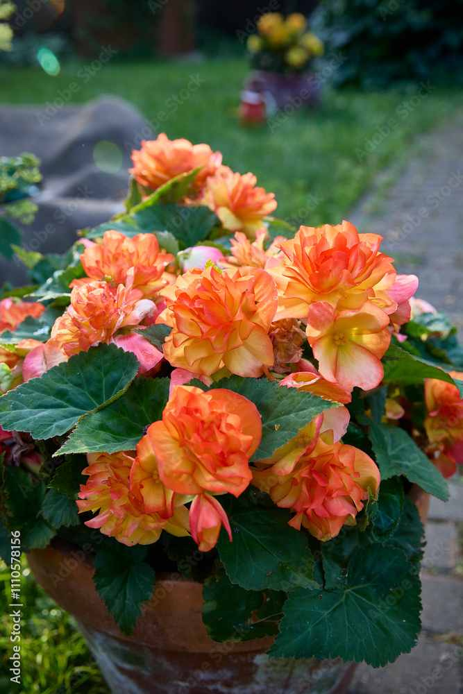 Begonia Elatior Begonia x hiemalis with red and pink flowers. The sunset variety. A flowering plant of the Begoniaceae family. Hybrid begonia with spectacular double flowers Begonia Elatior Begonia x hiemalis with red and pink flowers. The sunset variety. A flowering plant of the Begoniaceae family. Hybrid begonia with spectacular double flowers