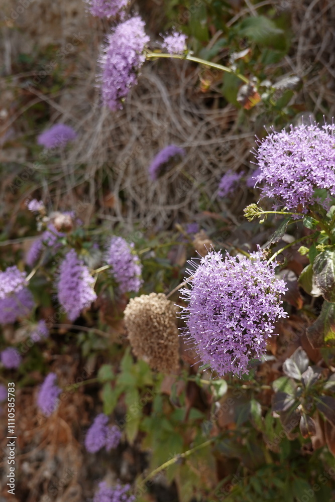 Fototapeta premium purple flower in Ronda, Andalucia