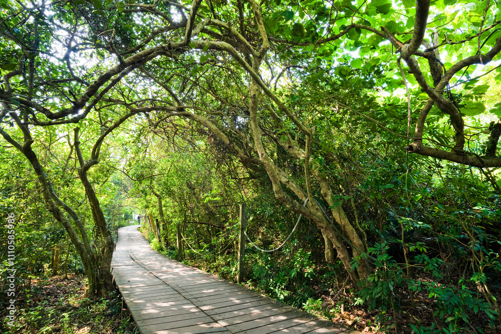 View of the boardwalk paths through the forest of mountains. This is Tzaishan(Shoushan) National Nature Park in Kaohsiung, Taiwan. View of the boardwalk paths through the forest of mountains. This is Tzaishan(Shoushan) National Nature Park in Kaohsiung, Taiwan.