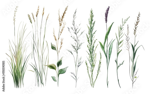 Detailed botanical study of various grass species, cut out - stock png.