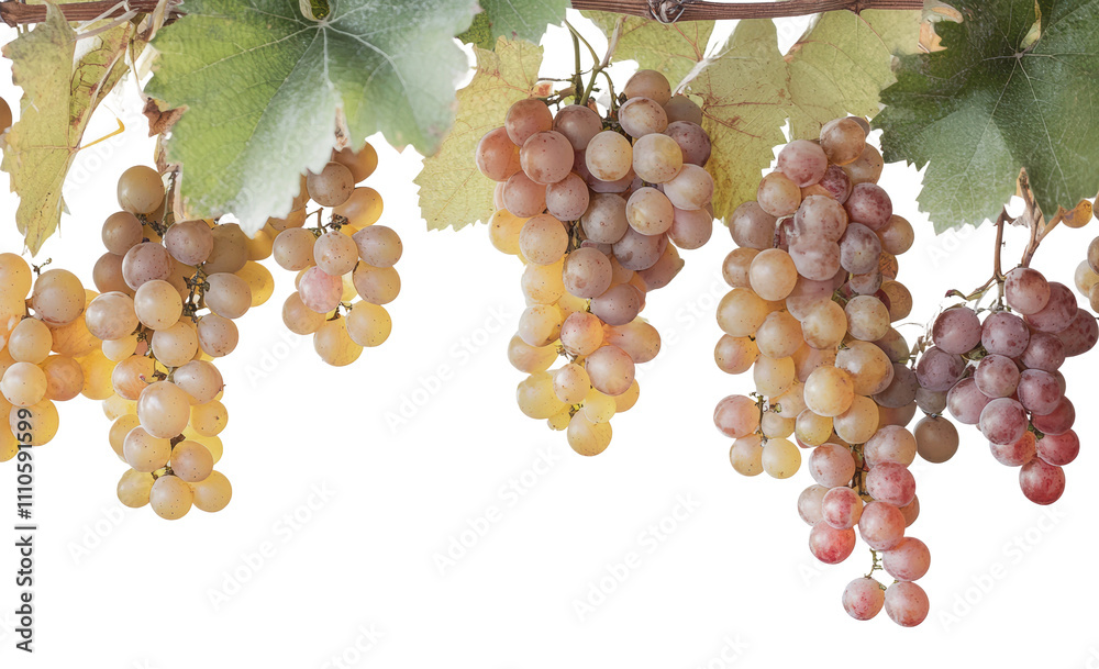 Fototapeta premium Freshly harvested grapes hanging on the vine, cut out - stock png.