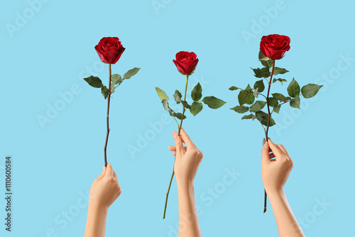 Fototapeta Naklejka Na Ścianę i Meble -  Female hands with roses on blue background. Valentine's Day celebration