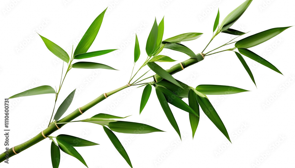 Fototapeta premium Lush green bamboo branch isolated transparent background