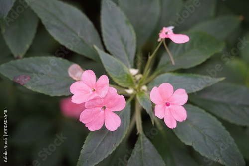 Eine drei rosa Blüten einer exotischen Blume