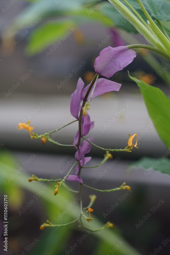 exotische orange Blüten, zart, lila Blätter, Pflanze, hängend
