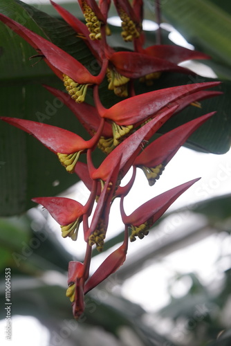 Eine Pflanze mit rotem Blatt