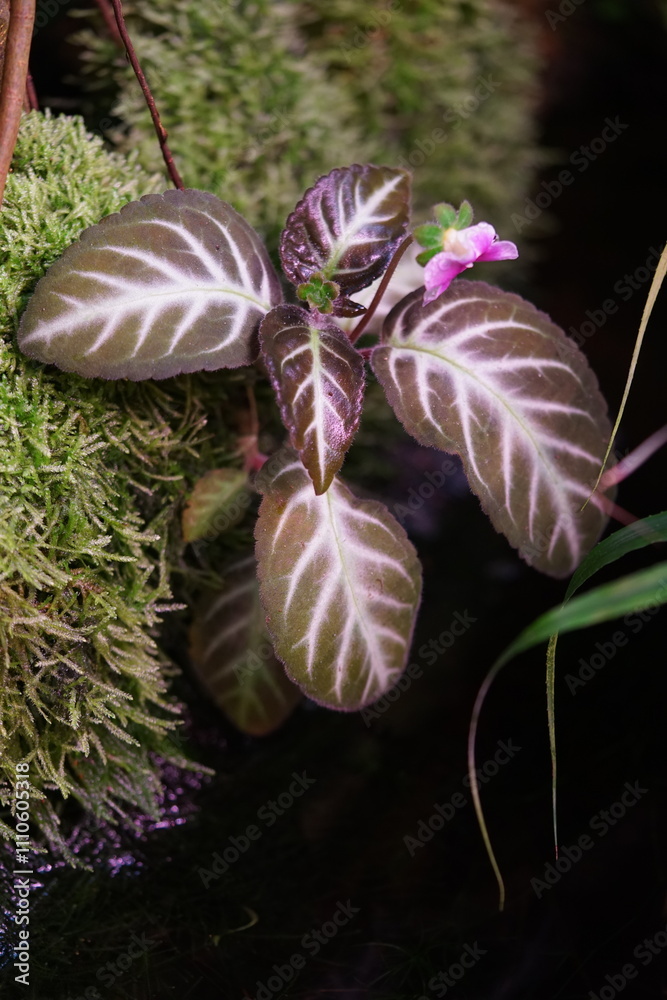 Blätter und Blüte einer exotischen Pflanze, in lila die Blüte ist Fuchsia