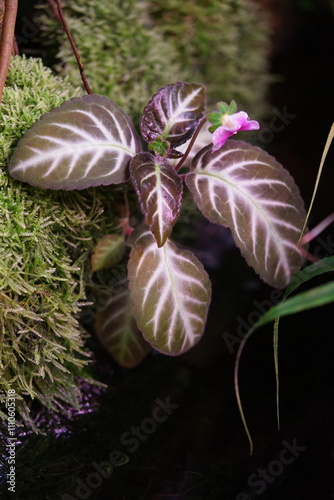 Obraz na płótnie Blätter und Blüte einer exotischen Pflanze, in lila die Blüte ist Fuchsia w salonie