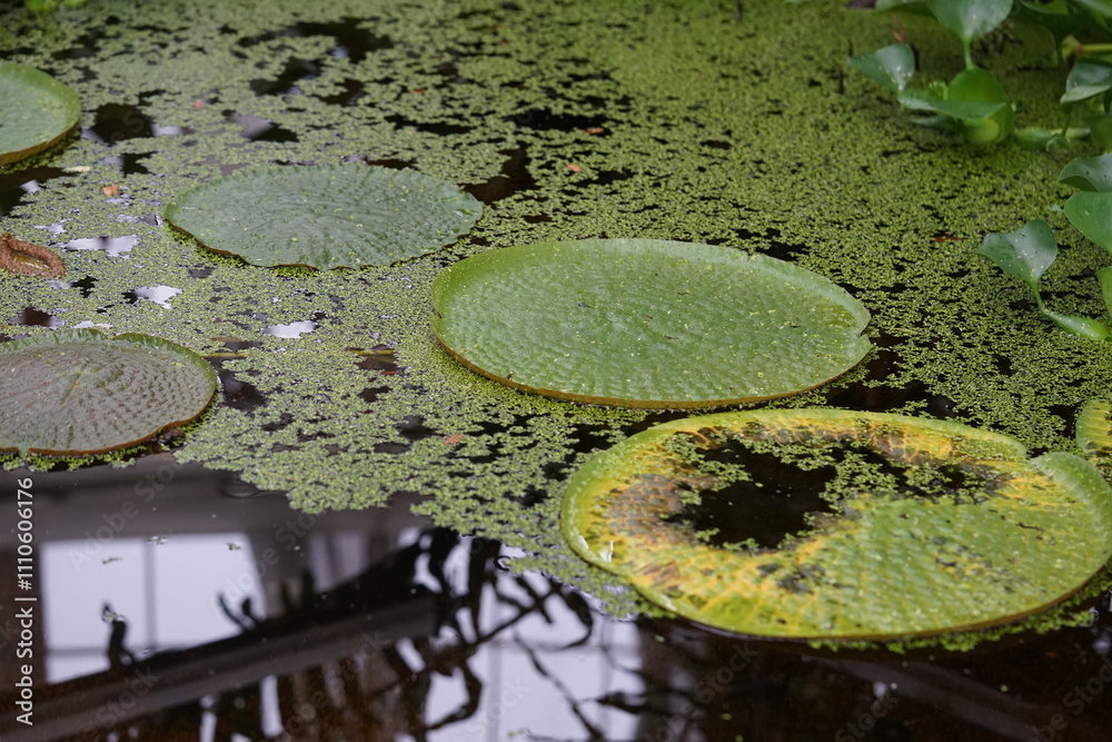 Victoria amazonica, Victoria cruziana Nymphaeaceae, Seerosengewächse