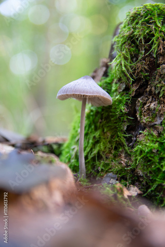 Macrophoto of mycena polygramma or grooved bonnet mushrooms of grey color which grew on a log in moss in autumn forest
